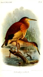 ErythrophoyxWoodfordiKeulemans
