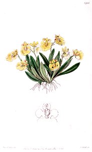 Erycina crista-galli (as Oncidium iridifolium) - Edwards vol 22 pl 1911 (1836). Free illustration for personal and commercial use.