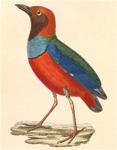 Erythropitta erythrogaster macklotii 1838