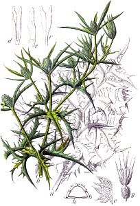 Eryngium campestre Sturm5