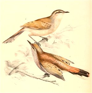 Erythropygia paena paena 1838