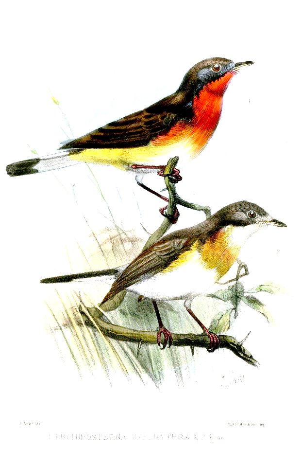 ErythrosternaHyperythraSmit