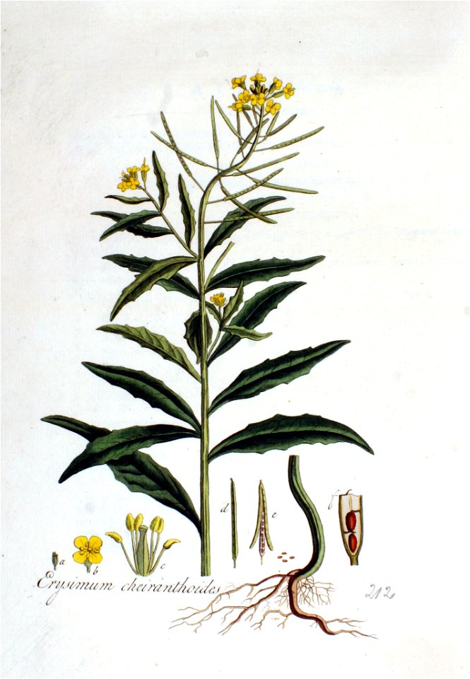 Erysimum cheiranthoides — Flora Batava — Volume v3