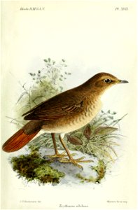 ErythacusSibilansKeulemans