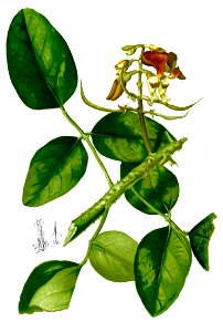 Erythrina glauca Blanco2.326-cropped