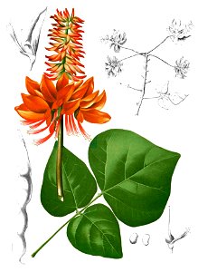 Erythrina variegata Blanco1.217-cropped