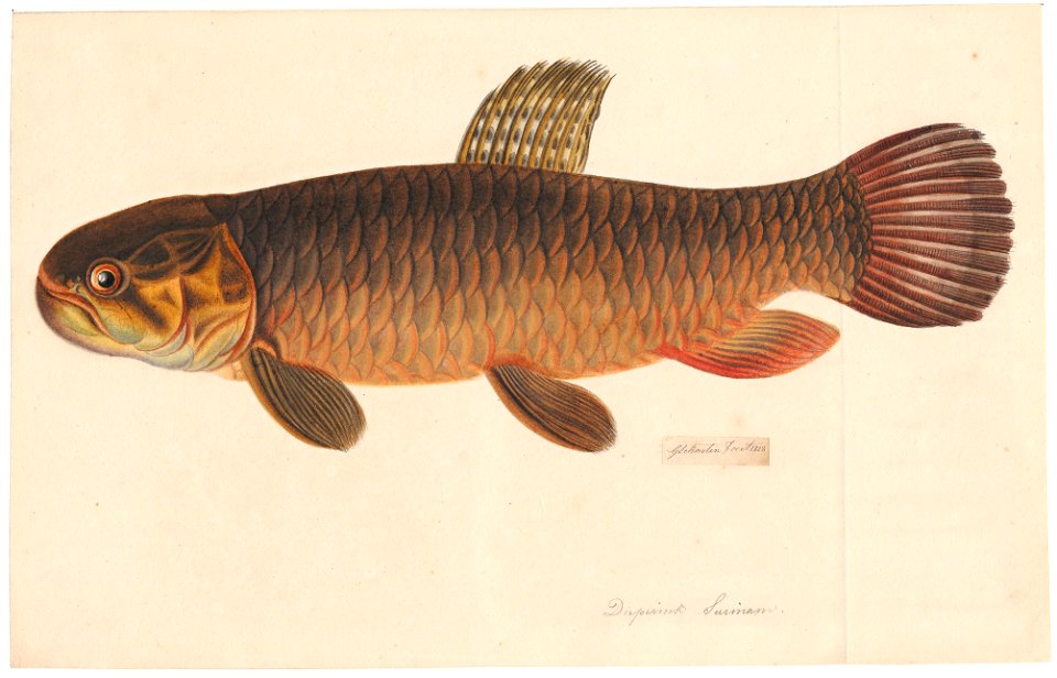 Erythrinus erythrinus - 1828 - Print - Iconographia Zoologica - Special Collections University of Amsterdam - UBA01 IZAA100141