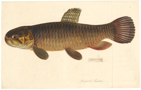Erythrinus erythrinus - 1828 - Print - Iconographia Zoologica - Special Collections University of Amsterdam - UBA01 IZAA100141. Free illustration for personal and commercial use.