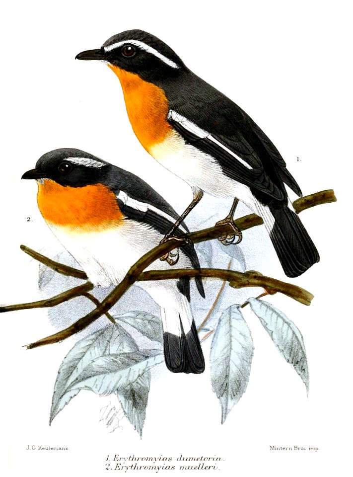 ErythromyiasKeulemans