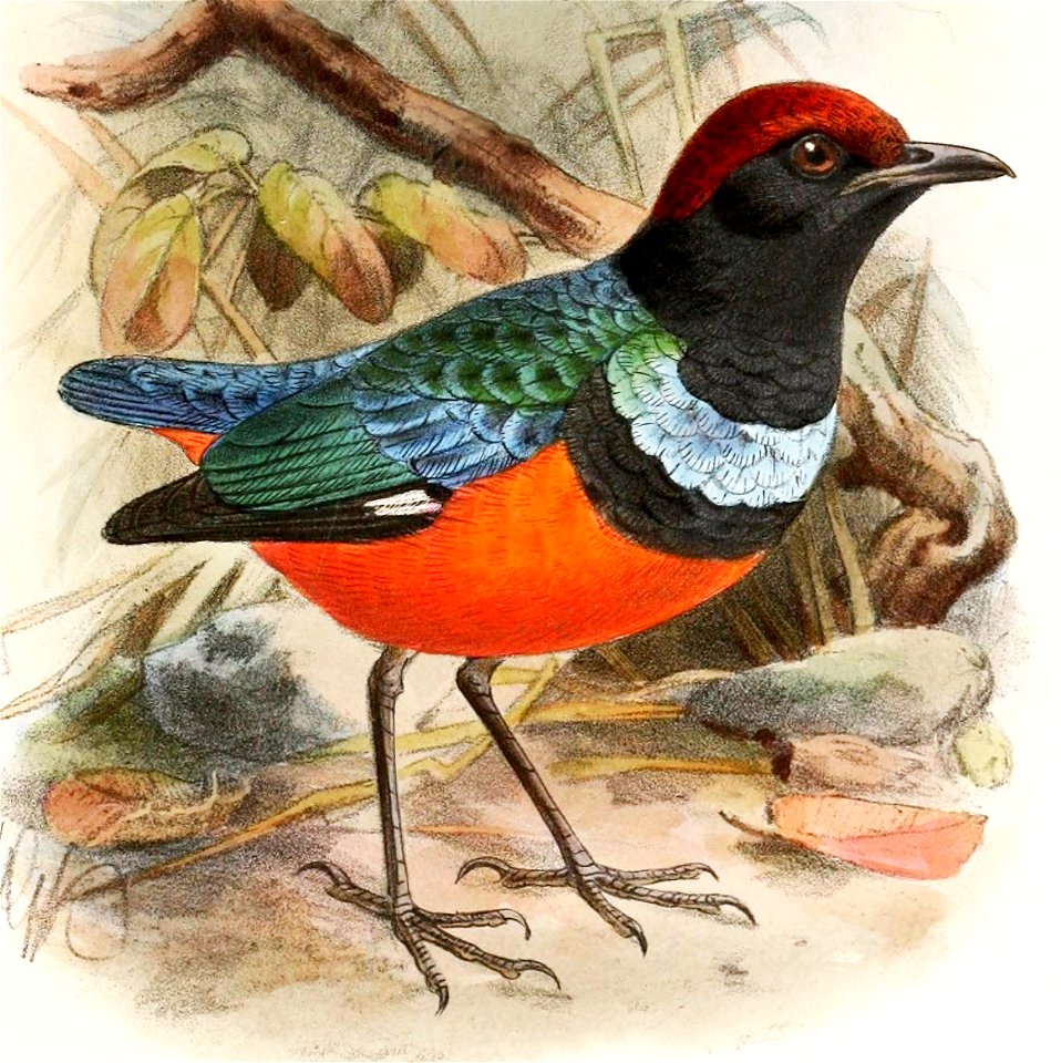 Erythropitta erythrogaster dohertyi 1899