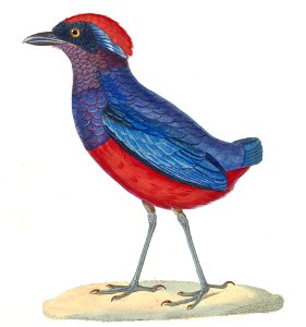 Erythropitta granatina 1838, crop