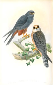 Erythropus Vespertinus