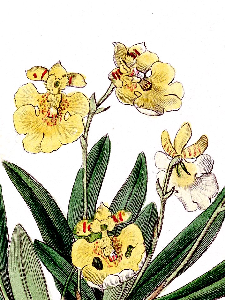 Erycina crista-galli (as Oncidium iridifolium) - Edwards vol 22 pl 1911 (1836) - cropped