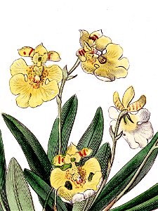 Erycina crista-galli (as Oncidium iridifolium) - Edwards vol 22 pl 1911 (1836) - cropped