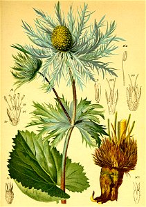 Eryngium alpinum Atlas Alpenflora