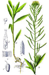 Erysimum cheiranthoides Sturm1