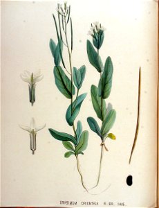 Erysimum orientale — Flora Batava — Volume v18