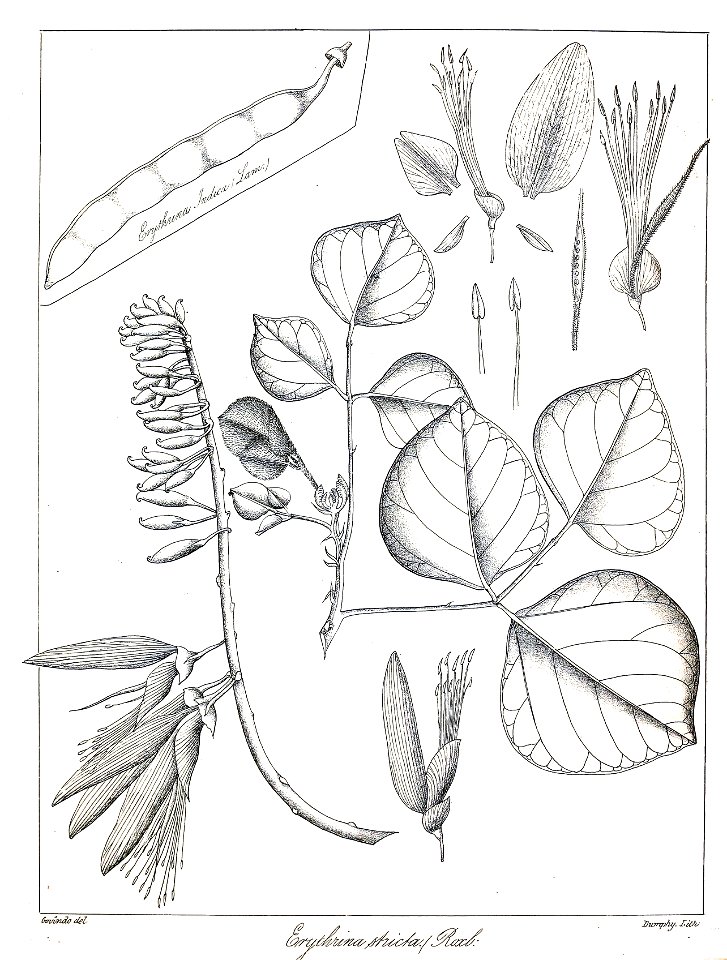 Erythrina stricta Govindoo