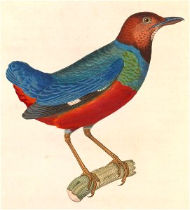 Erythropitta erythrogaster 1838