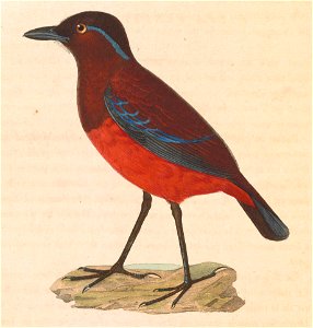 Erythropitta venusta 1838