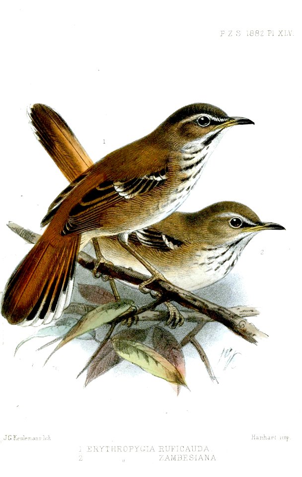 ErythropygiaKeulemans