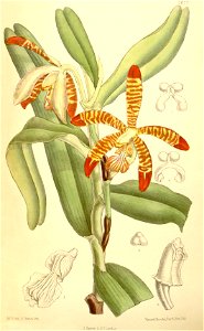 Esmeralda clarkei (as Arachnanthe clarkei) - Curtis' 115 (Ser. 3 no. 45) pl. 7077 (1889)