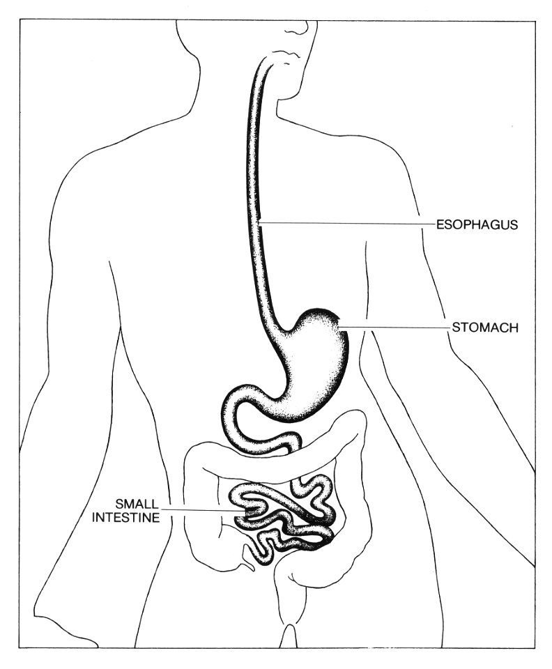 Esophagus, stomach, small intestine