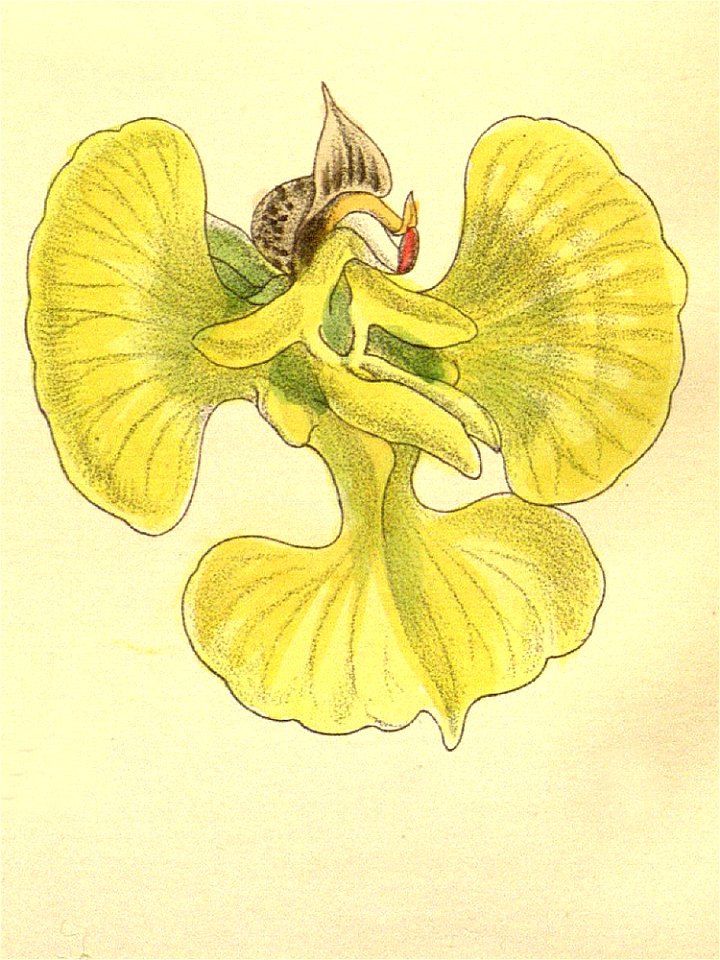Erycina echinata - Curtis' 120 (Ser. 3 no. 50) pl 7389 (1894) - cropped 1
