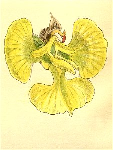 Erycina echinata - Curtis' 120 (Ser. 3 no. 50) pl 7389 (1894) - cropped 1