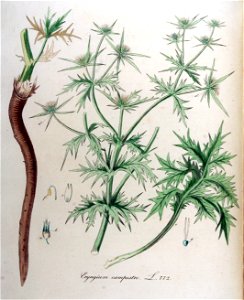 Eryngium campestre — Flora Batava — Volume v10
