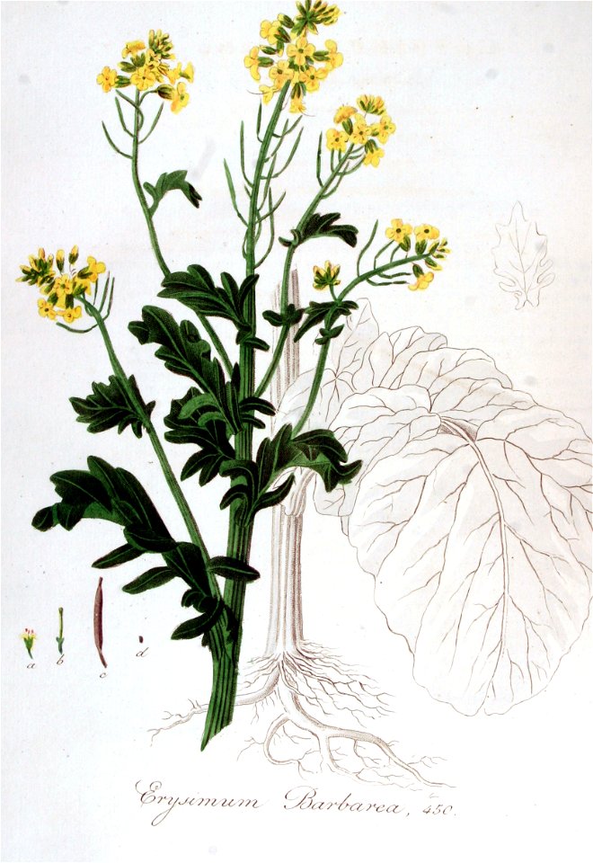 Erysimum barbarea — Flora Batava — Volume v6