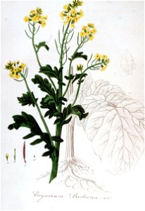 Erysimum barbarea — Flora Batava — Volume v6