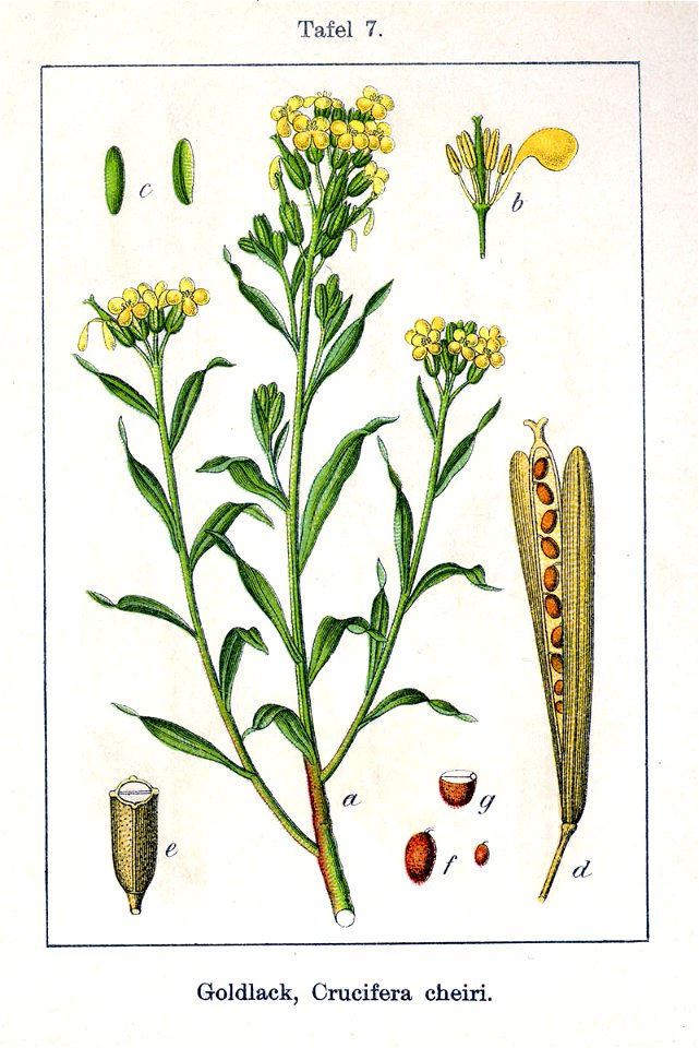 Erysimum cheiri Sturm06007