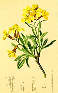 Erysimum seipkae Atlas Alpenflora