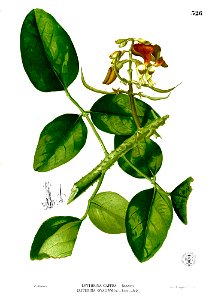 Erythrina glauca Blanco2.326