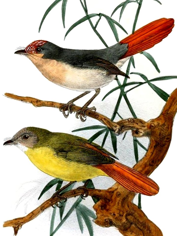 ErythrocercusKeulemans, crop 2