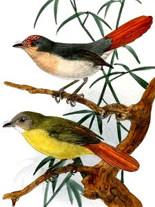ErythrocercusKeulemans, crop 2