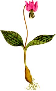 Erythronium dens-canis 1797
