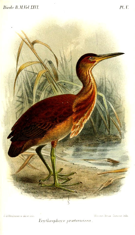 ErythrophoyxPraetermissaKeulemans