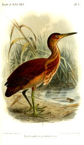 ErythrophoyxPraetermissaKeulemans