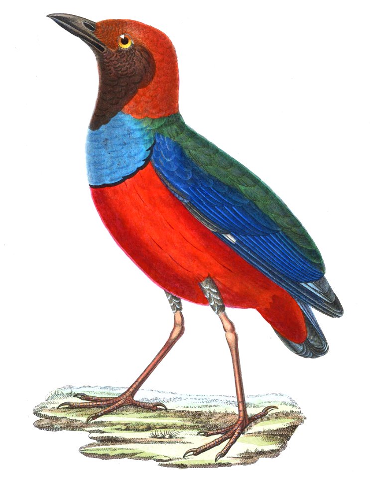 Erythropitta erythrogaster macklotii 1838, fond blanc