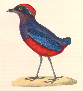 Erythropitta granatina 1838