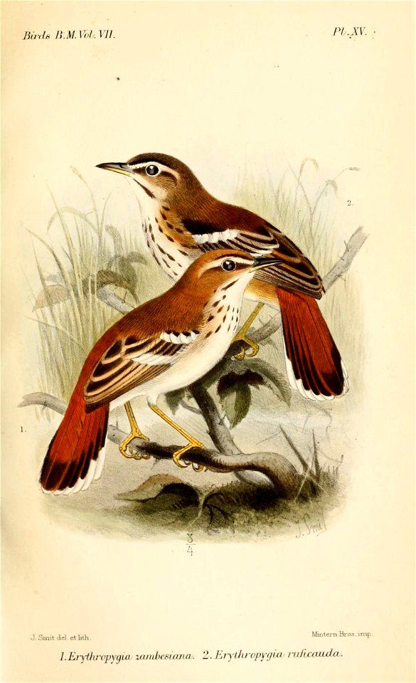 ErythropygiaSmit