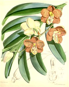 Esmeralda cathcartii (as Vanda cathcartii, spelled ''Vanda cathcarti'') - Curtis' 96 (Ser. 3 no. 26) pl. 5845 (1870)