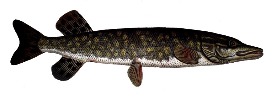 Esox lucius2