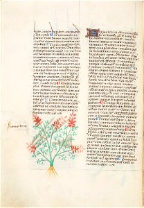 Estense alfa.l.09.28, f.060v