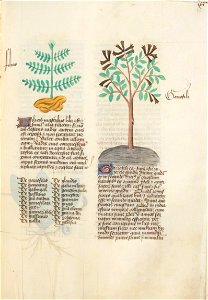 Estense alfa.l.09.28, f.066r
