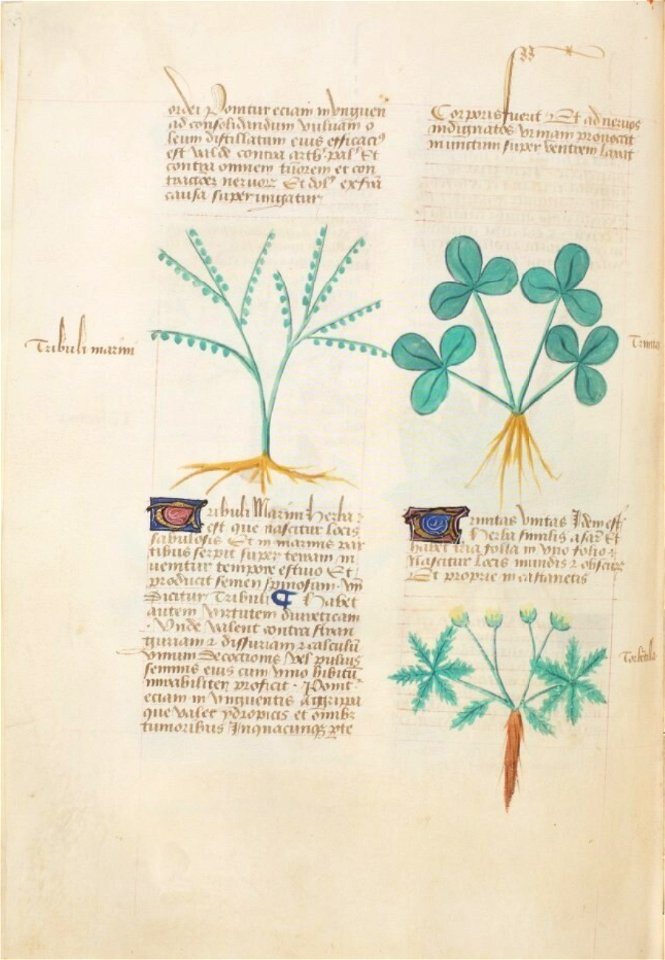 Estense alfa.l.09.28, f.136v