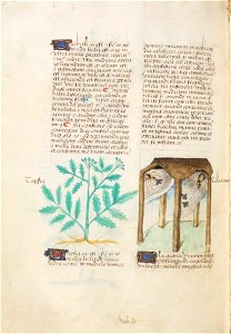 Estense alfa.l.09.28, f.135v