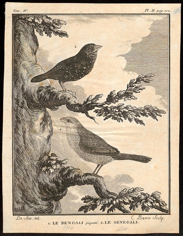 Estrilda astrild - 1700-1880 - Print - Iconographia Zoologica - Special Collections University of Amsterdam - UBA01 IZ15900001